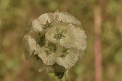 Lomelosia simplex dentata