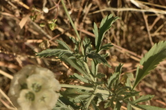 Lomelosia simplex dentata