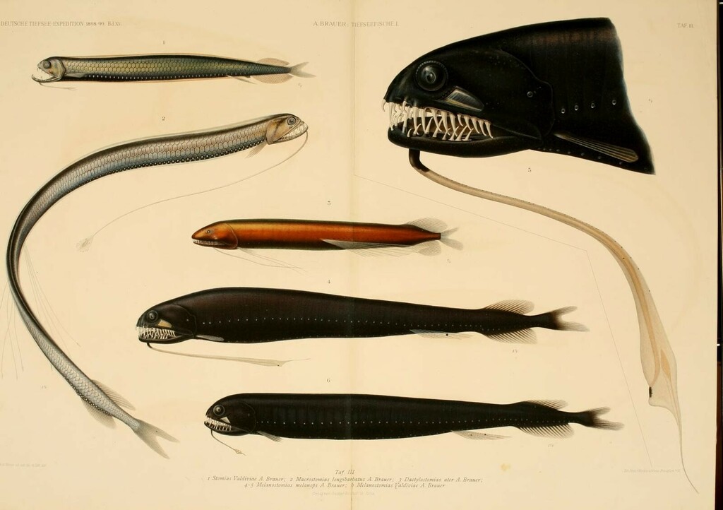 Valdivia Dragonfish