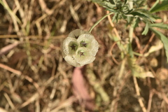 Lomelosia simplex dentata