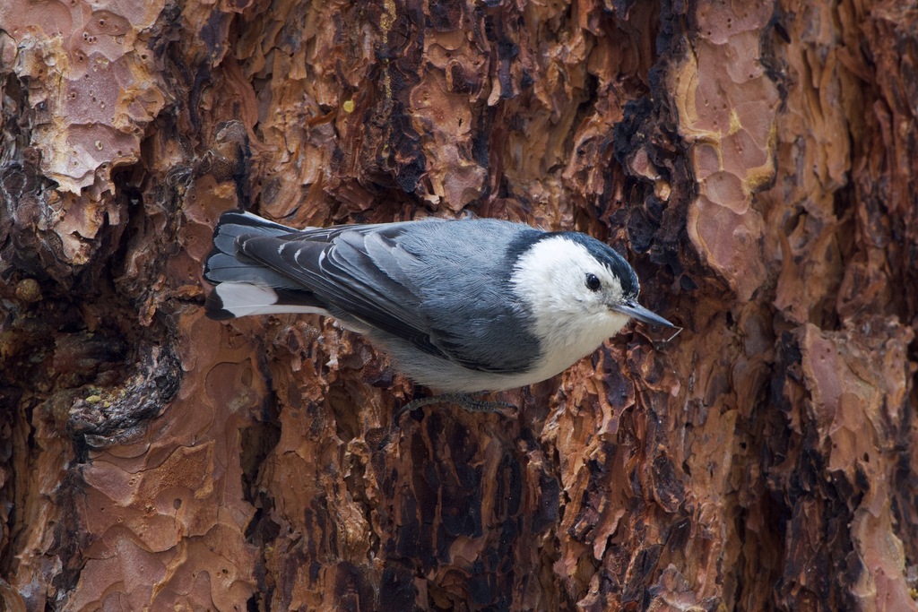 Interior West White-breasted Nuthatch