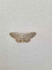 Idaea seriata