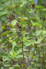 Verbesina robinsonii