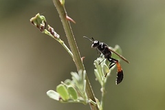 Trypoxylon californicum