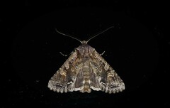 Ichneutica skelloni