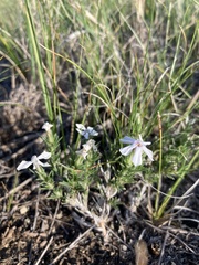 Phlox andicola