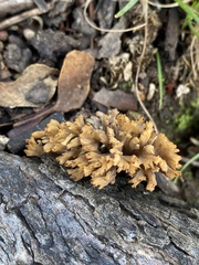Ramaria lorithamnus