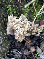 Ramaria lorithamnus