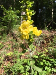 Aureolaria virginica