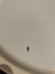 Salticus austinensis