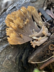 Ramaria lorithamnus