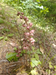 Pyrola aphylla