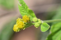 Verbesina robinsonii