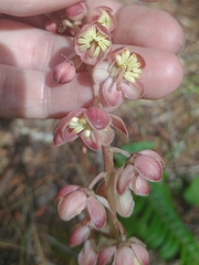 Pyrola aphylla