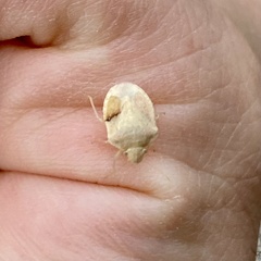 Thyanta custator accerra