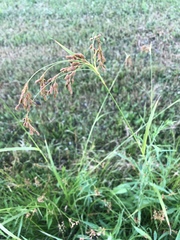 Scirpus pendulus