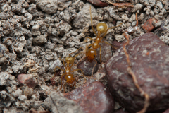 Aphaenogaster pythia