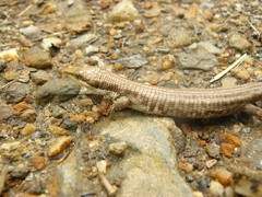 Anadia pulchella