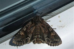 Ichneutica skelloni