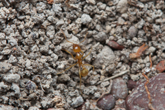 Aphaenogaster pythia