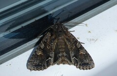 Ichneutica skelloni