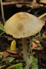 Psathyrella spadiceogrisea