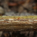 Calloria neglecta - Photo (c) bjoerns, alguns direitos reservados (CC BY-SA), uploaded by bjoerns
