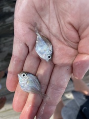 Peprilus triacanthus