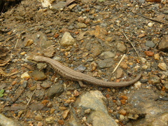 Anadia pulchella