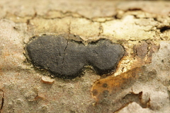 Biscogniauxia nummularia