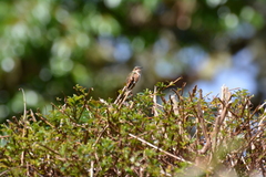 Selasphorus flammula