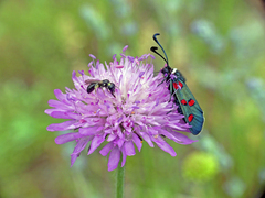 Zygaena lavandulae