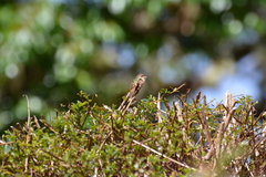 Selasphorus flammula