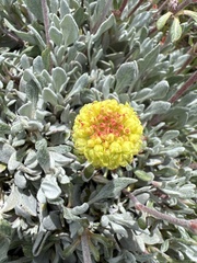 Eriogonum douglasii