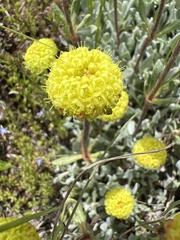 Eriogonum douglasii