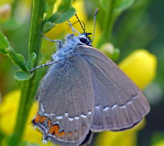 Satyrium acaciae