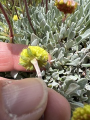 Eriogonum douglasii