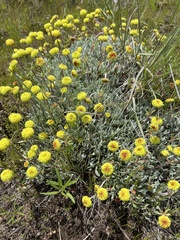 Eriogonum douglasii