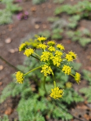 Cymopterus terebinthinus californicus