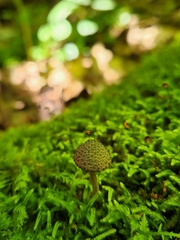 Cystoagaricus hirtosquamulosus