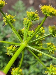 Cymopterus terebinthinus californicus
