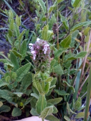 Stachys pycnantha