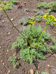 Cymopterus terebinthinus californicus