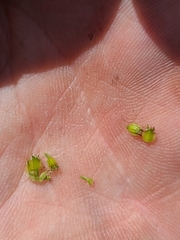 Cymopterus terebinthinus californicus