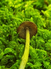 Cystoagaricus hirtosquamulosus