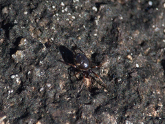 Steatoda ancorata