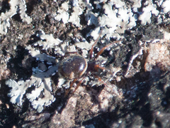 Steatoda ancorata