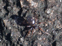Steatoda ancorata
