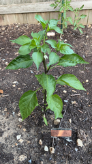 Capsicum annuum annuum
