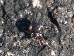Steatoda ancorata